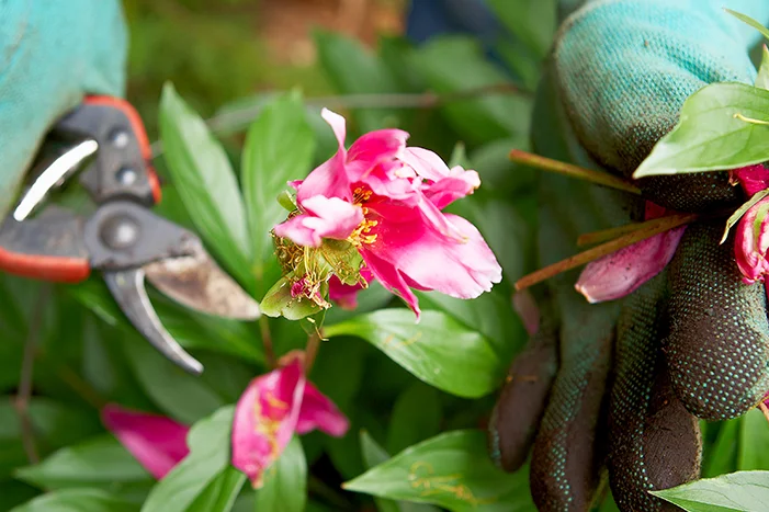 Hand mit Gartenschere schneidet rosa Pfingstrose